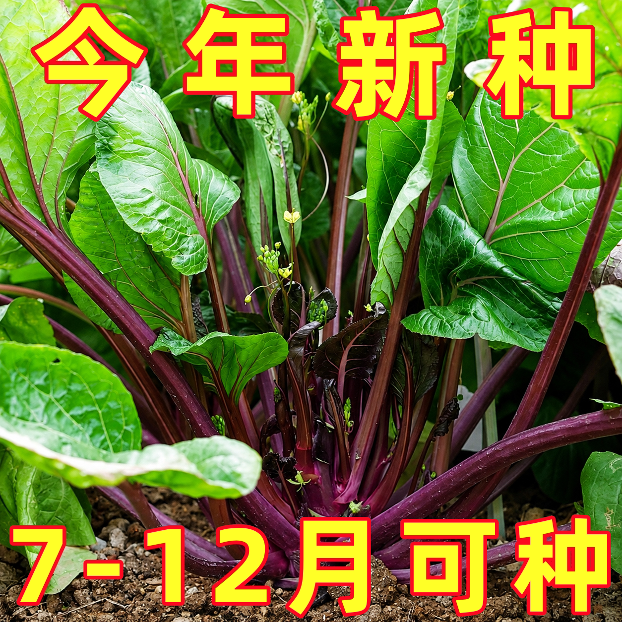 紫菜苔红菜苔种子四季菜心脆甜新鲜十月红菜苔蔬菜籽多汁耐寒菜种
