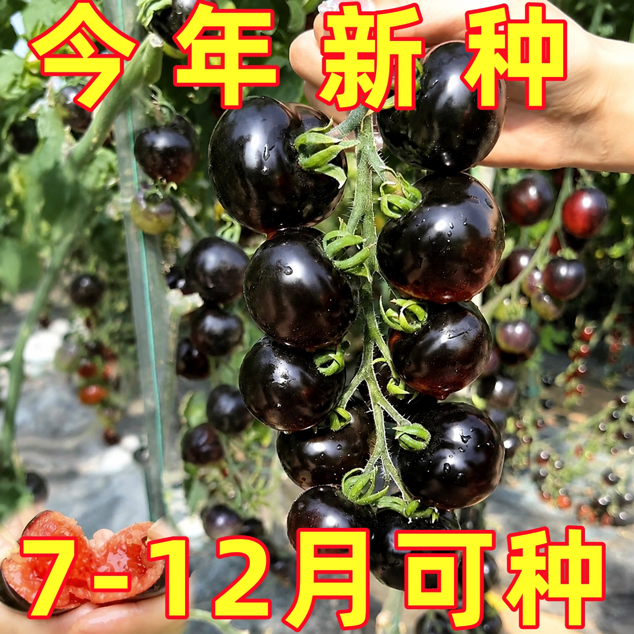 黑番茄种子紫西红柿苗黑珍珠种籽樱桃西黑柿春四季蔬菜种孑大全