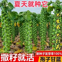 孢子甘藍(lán)種子一年四季種抱子甘藍(lán)種子小包菜卷心菜包心菜蔬菜種子