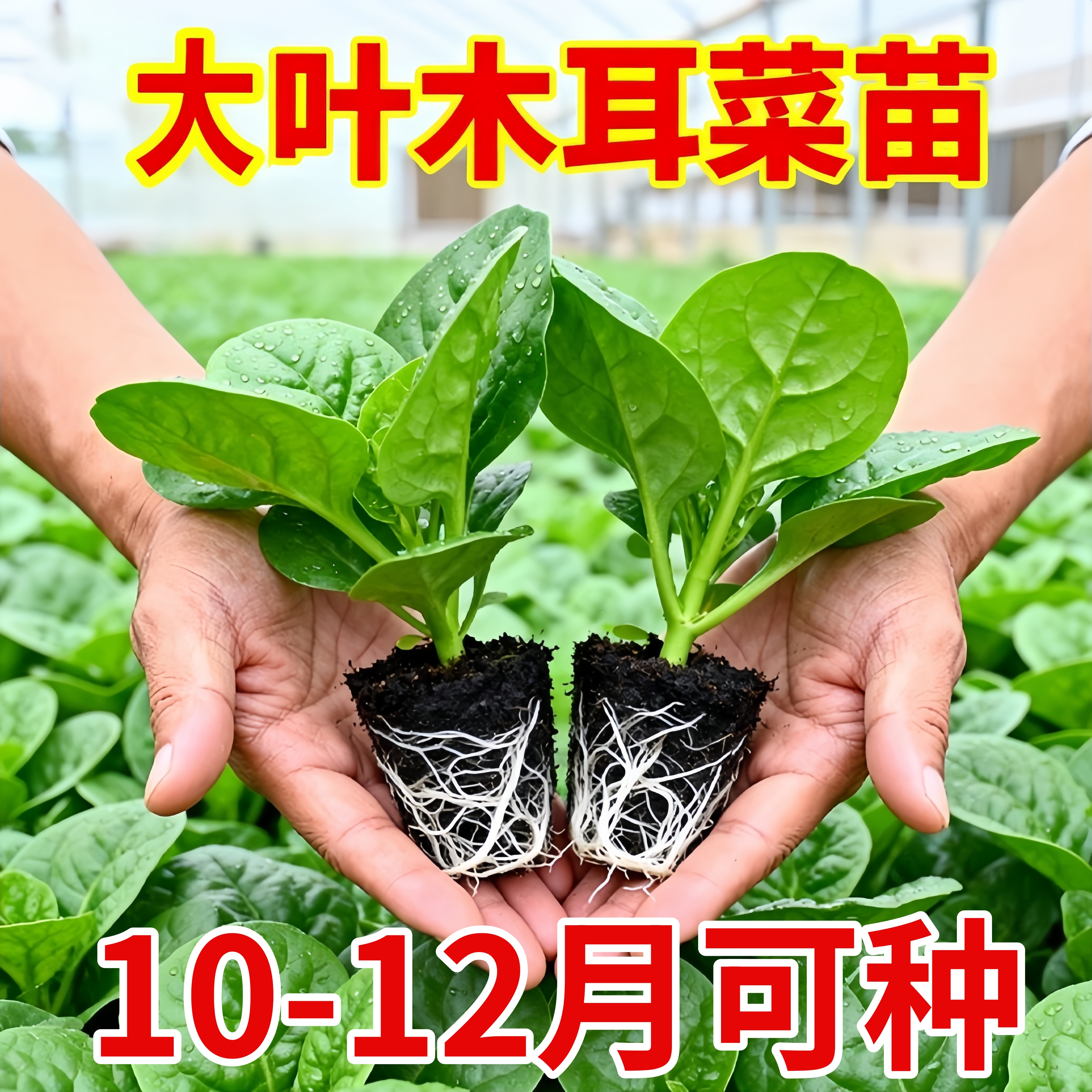 大叶木耳菜苗带土菜苗蔬菜秧苗各种冬季秋季种苗大全阳台盆栽