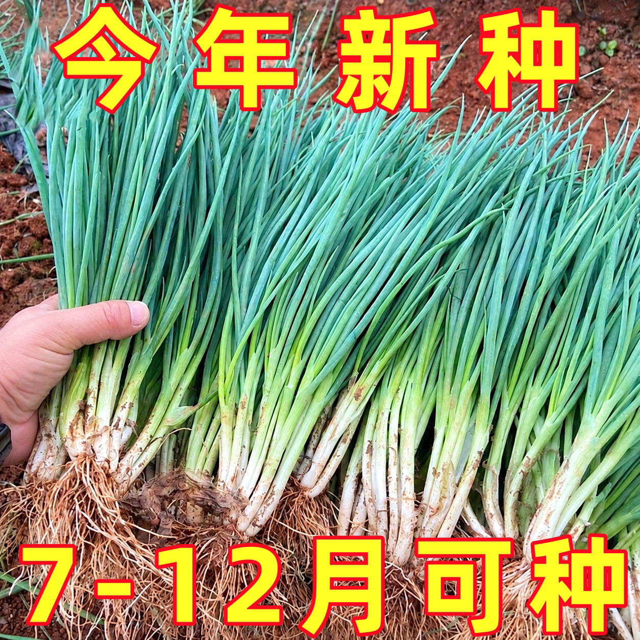 四季小香葱种子小葱种籽盆栽葱籽蔬菜种子/种苗