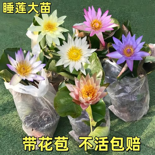 睡莲带花苞好养易活发水培植物荷花莲花水养阳台庭院池塘花卉盆栽