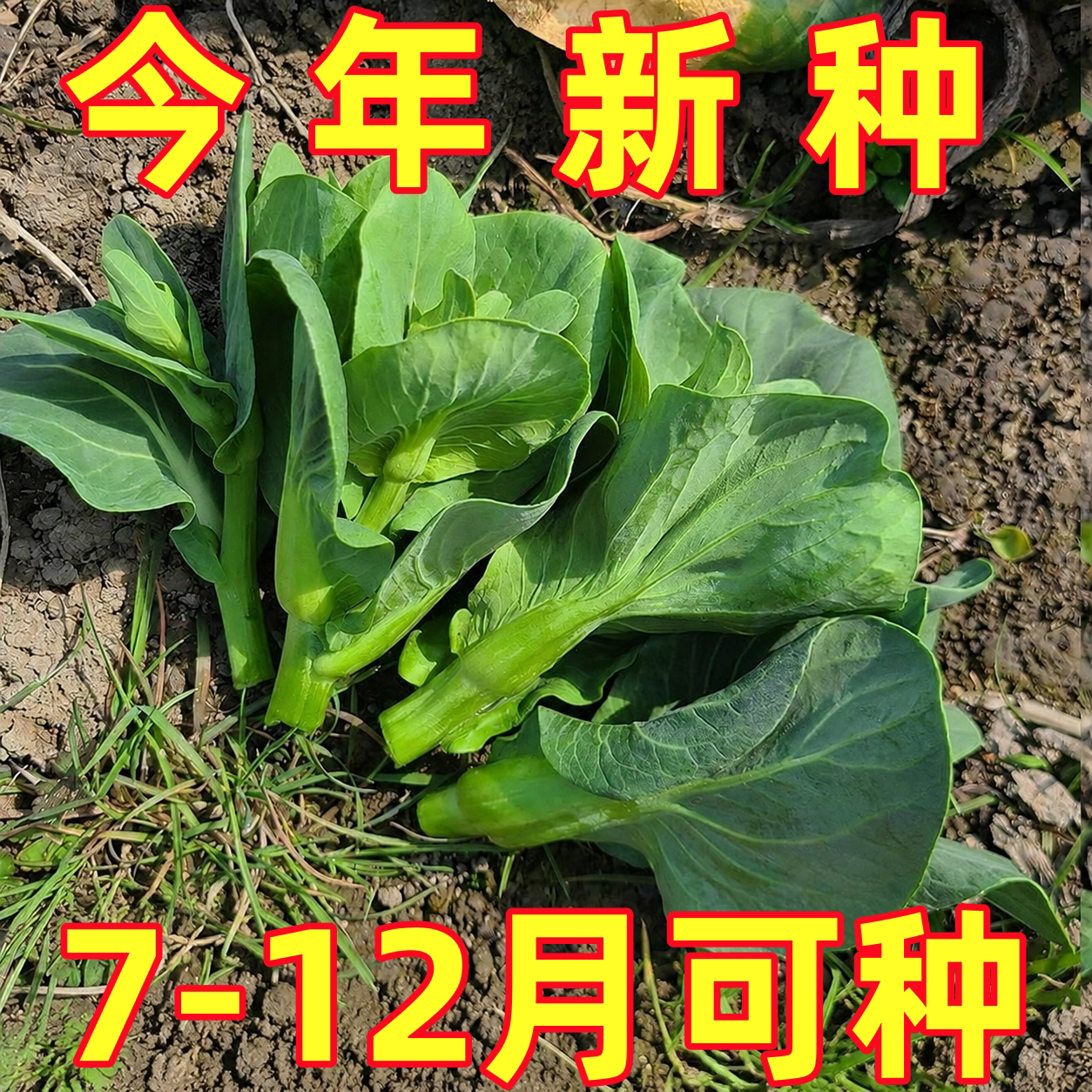 青菜苔种子种籽大全菜种苔菜四季菜心菜苔孑子菜芯籽种青莱苔种籽