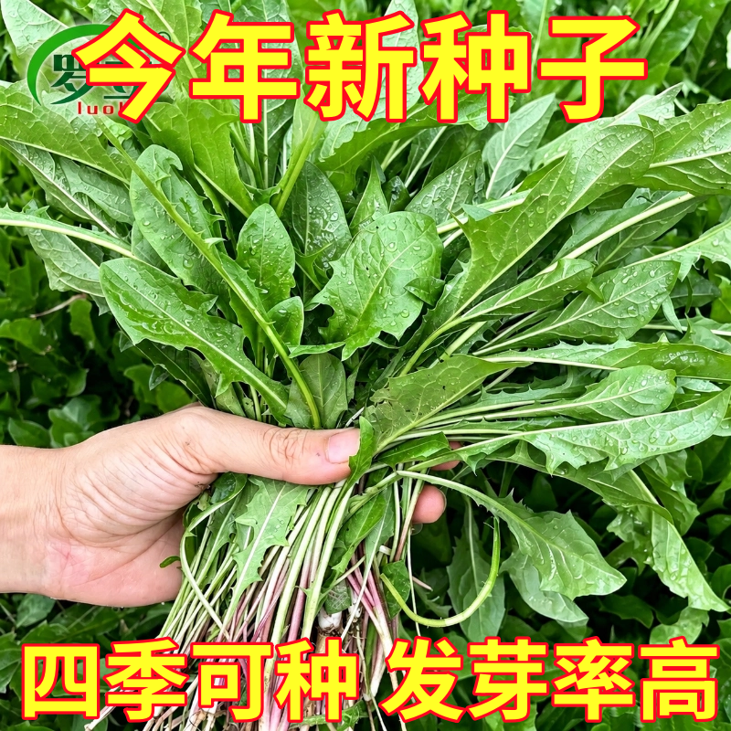 蒲公英种子种籽四季婆婆丁春夏秋冬季野菜野生药盆栽蔬菜青菜大全