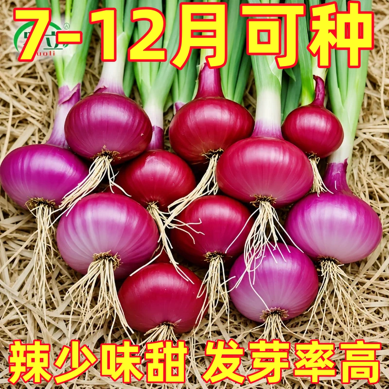 洋葱种子水果洋葱秧苗种籽山东紫皮洋葱红皮黄洋葱头蔬菜种孑大全