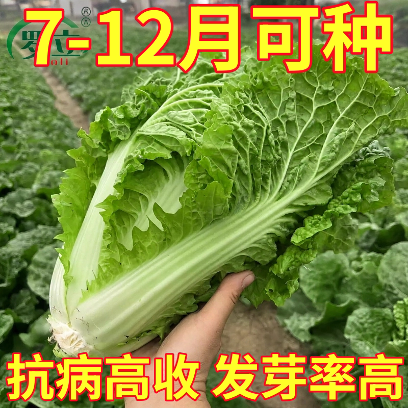 毛白菜种籽麻叶菜种子四季甜脆火锅菜皱叶大白菜下锅耙软南方蔬菜