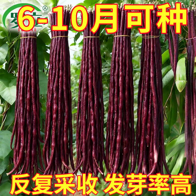春秋红豇豆种子特长紫红豆角种孑高产早熟四季抗病种籽大全蔬菜籽