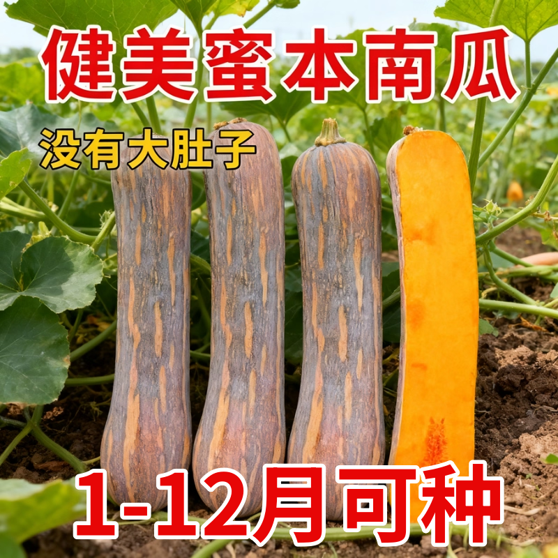 健美蜜本南瓜种子种籽早熟高产秧苗板栗南方四季蔬菜苗孑庭院种植