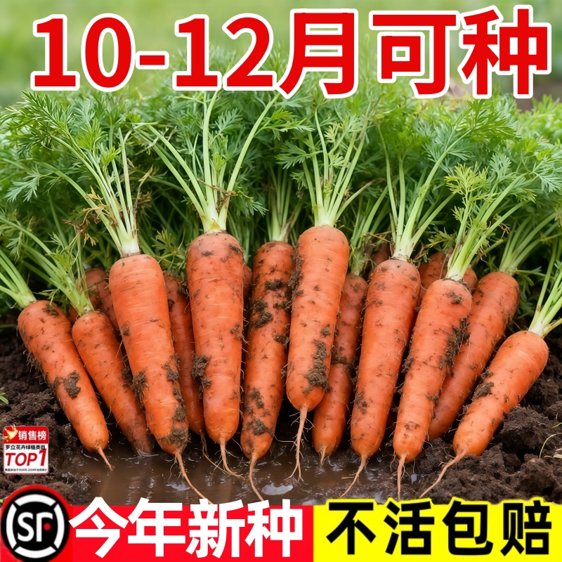 三红胡萝卜种子老品种夏季耐热水果黄胡萝卜种籽大全紫胡罗卜种孑