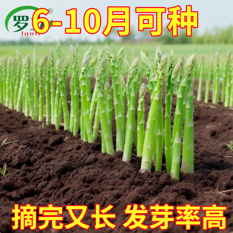 芦笋种子高产芦笋根苗种苗四季种植绿芦笋菜苗庭院阳台蔬菜种子春