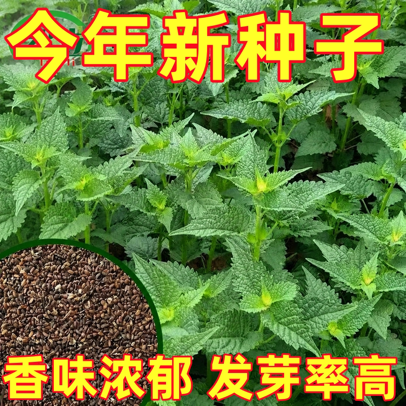 食用解暑藿香正气香草种籽夏季四季种植阳台盆栽香料种孑藿香种子