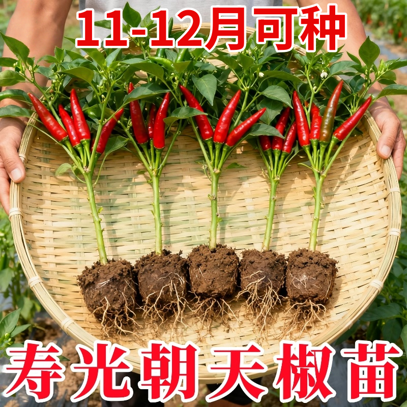 朝天椒种子种籽辣椒苗小米辣小米椒南方四季薄皮蔬菜苗各种孑秧苗