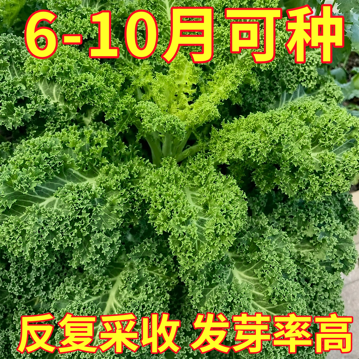 羽衣甘蓝种子四季阳台耐寒食用橄榄菜大田易种盆栽高钙蔬菜种子