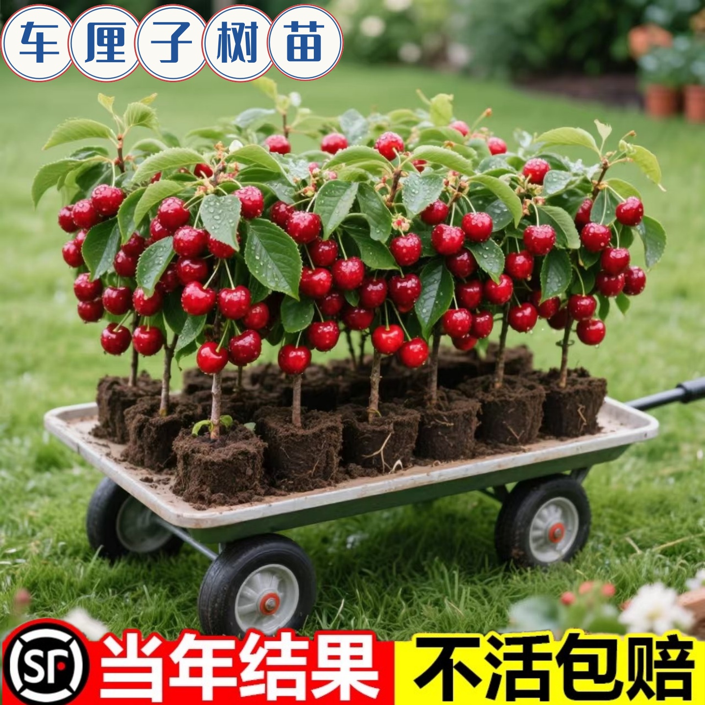 车厘子树苗果樱桃树苖南方北方种植盆栽庭院树正宗嫁接大樱桃树苗