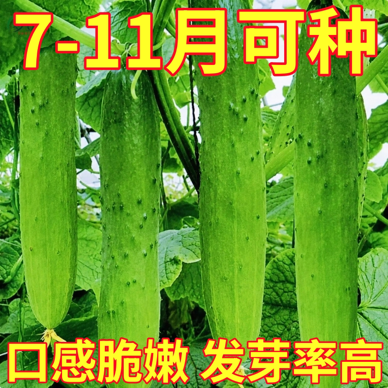 唐山秋瓜种子秋季旱黄瓜老水果阳台盆栽秋季四季易播种蔬菜种子