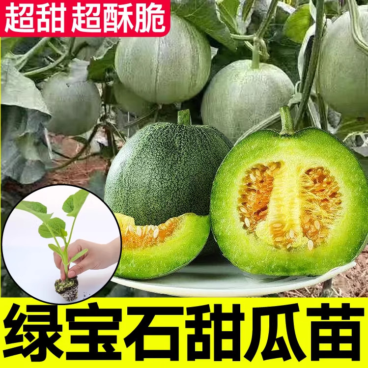 绿宝石甜瓜种子超甜薄皮香瓜四季脆瓜冰糖春季高青皮产香瓜菜种子