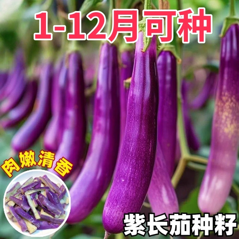 紫红长茄种子籽四季播种农家庭院高产早熟茄子种子早春蔬菜种籽