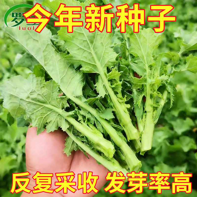 板蓝根青菜苔种子甜脆菜苔籽种农家菜园板蓝根小青菜四季蔬菜种孑