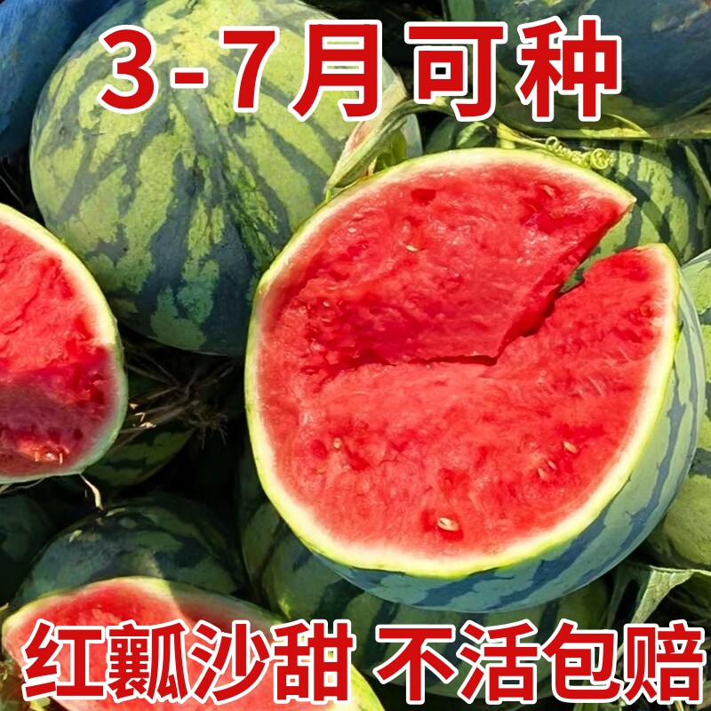 8424冰糖麒麟西瓜苗早佳懒汉无籽美都黄壤西瓜秧苗盆栽地栽阳台苗