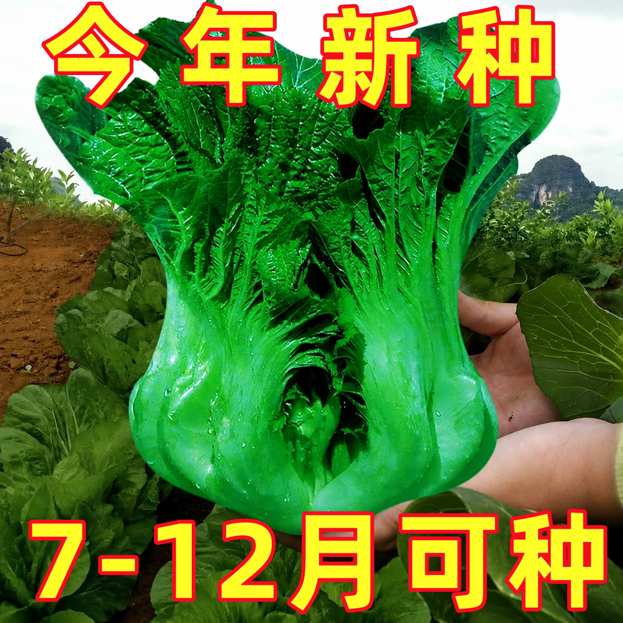 四川芥菜青菜种籽种子儿菜酸菜泡菜大全孑包心芥菜种籽疙瘩大肉青