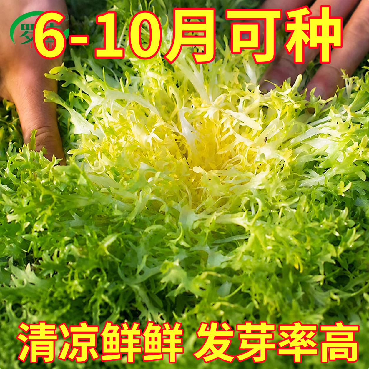 四季苦菊种子苗花叶苦菊菜籽种苦苣菜种籽秋季盆栽蔬菜种籽孑菜种