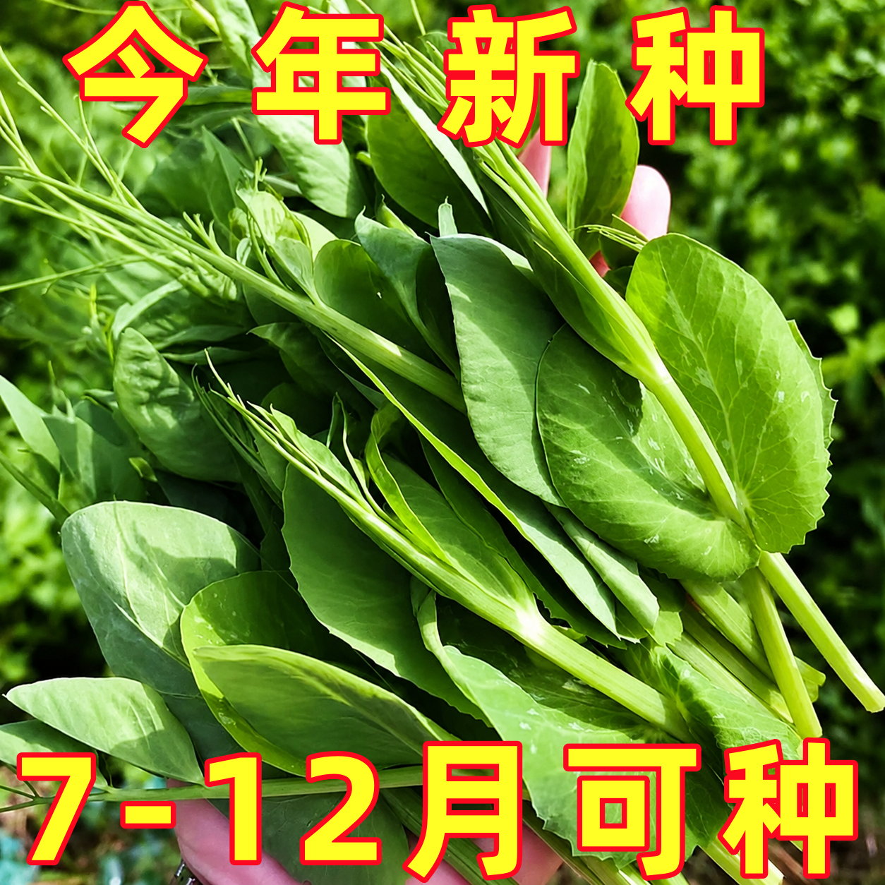 正宗四川豌豆苗种子阳台菜园农家春秋四季播无须嫩豆苗尖蔬菜籽孑