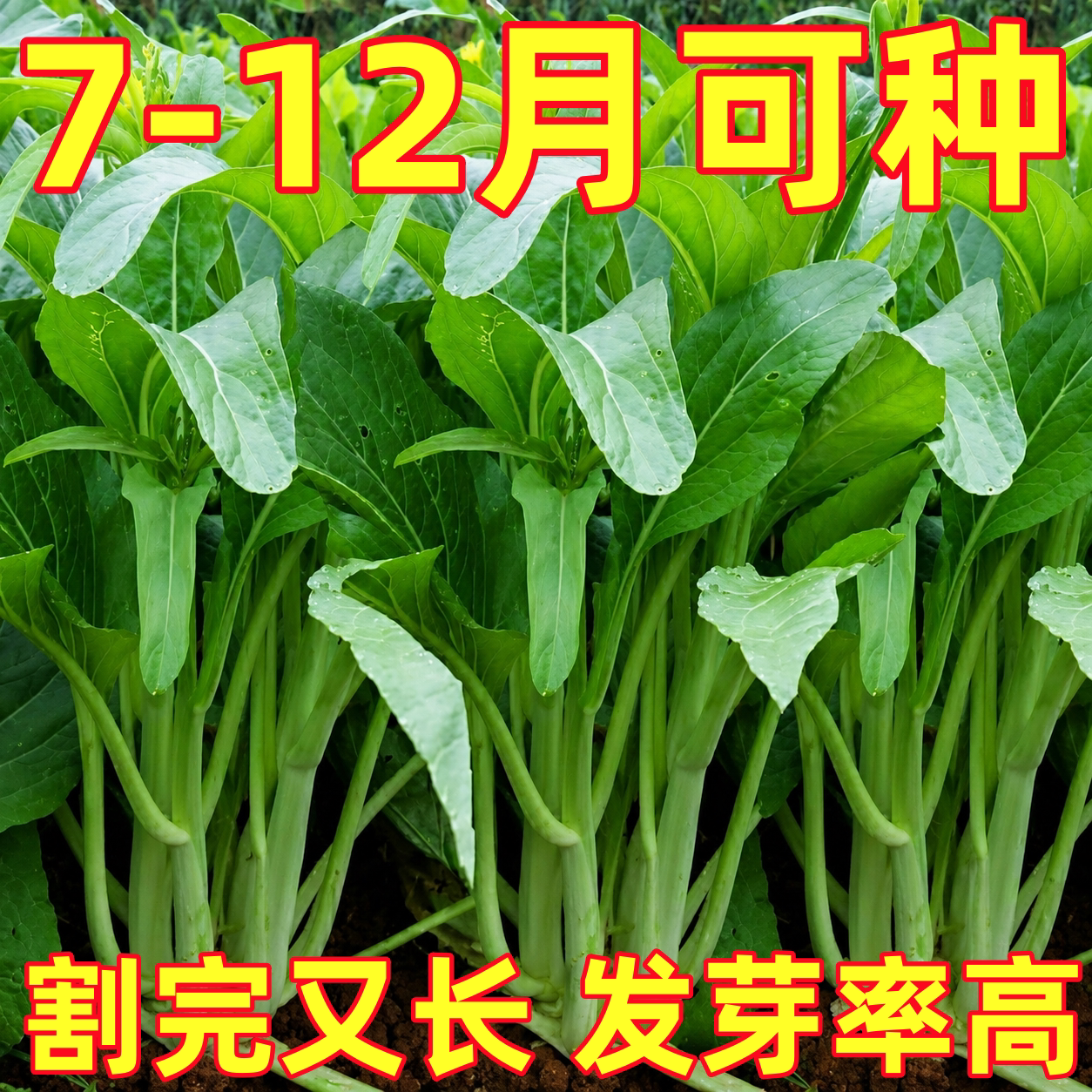 白菜苔种子速生四季早熟奶油白菜台种籽四九菜心蔬菜种植阳台庭院
