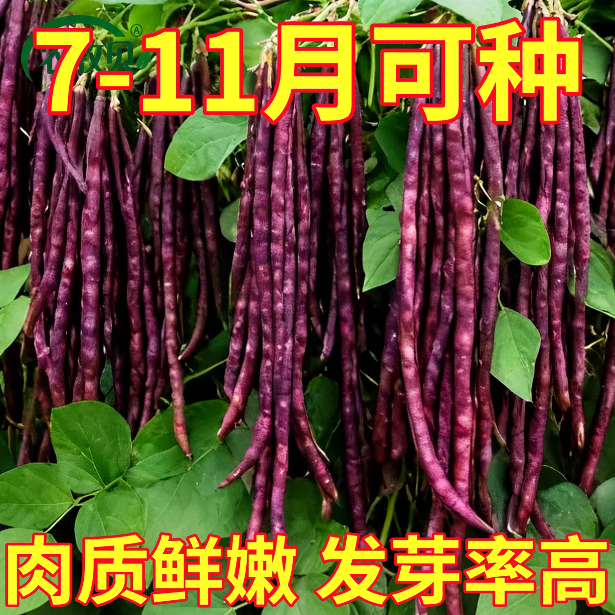 压塌架红长豆角苗秧高产摘不败四季春秋盆栽豇豆苗带土球种子籽
