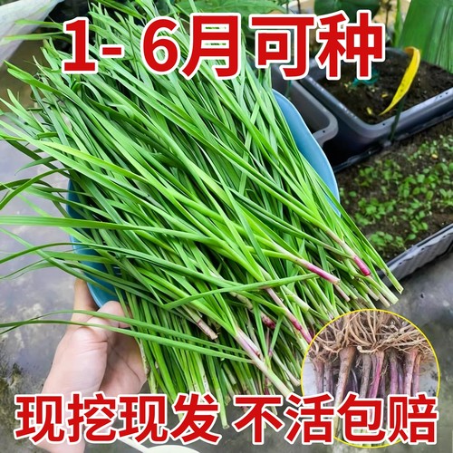韭菜根苗紫根红根大叶宽叶四季可种农家韭菜根老品种阳台菜园庭院