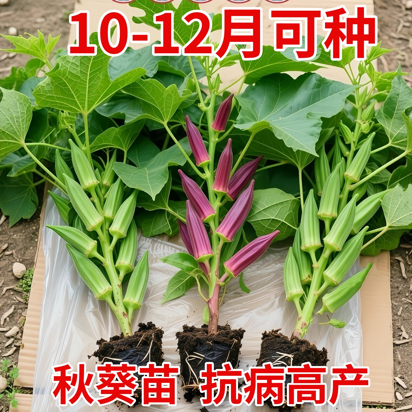 秋葵秧苗高产红秋葵鲜嫩爽口水果黄秋葵室内蔬菜苗阳台盆栽地栽