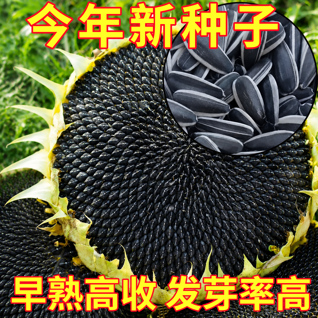 向日葵种子种孑向日葵籽阳台盆栽四季播种开花高杆观赏食用葵花籽