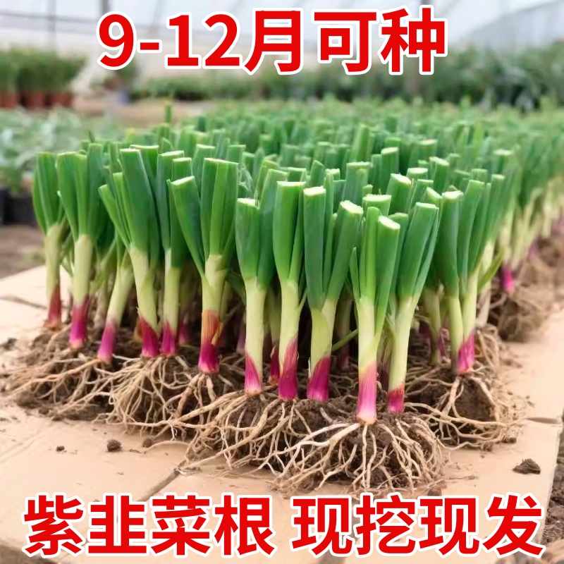 寿光本地土韭菜根苗紫根红根宽叶韭菜根带土独根红韭菜种籽