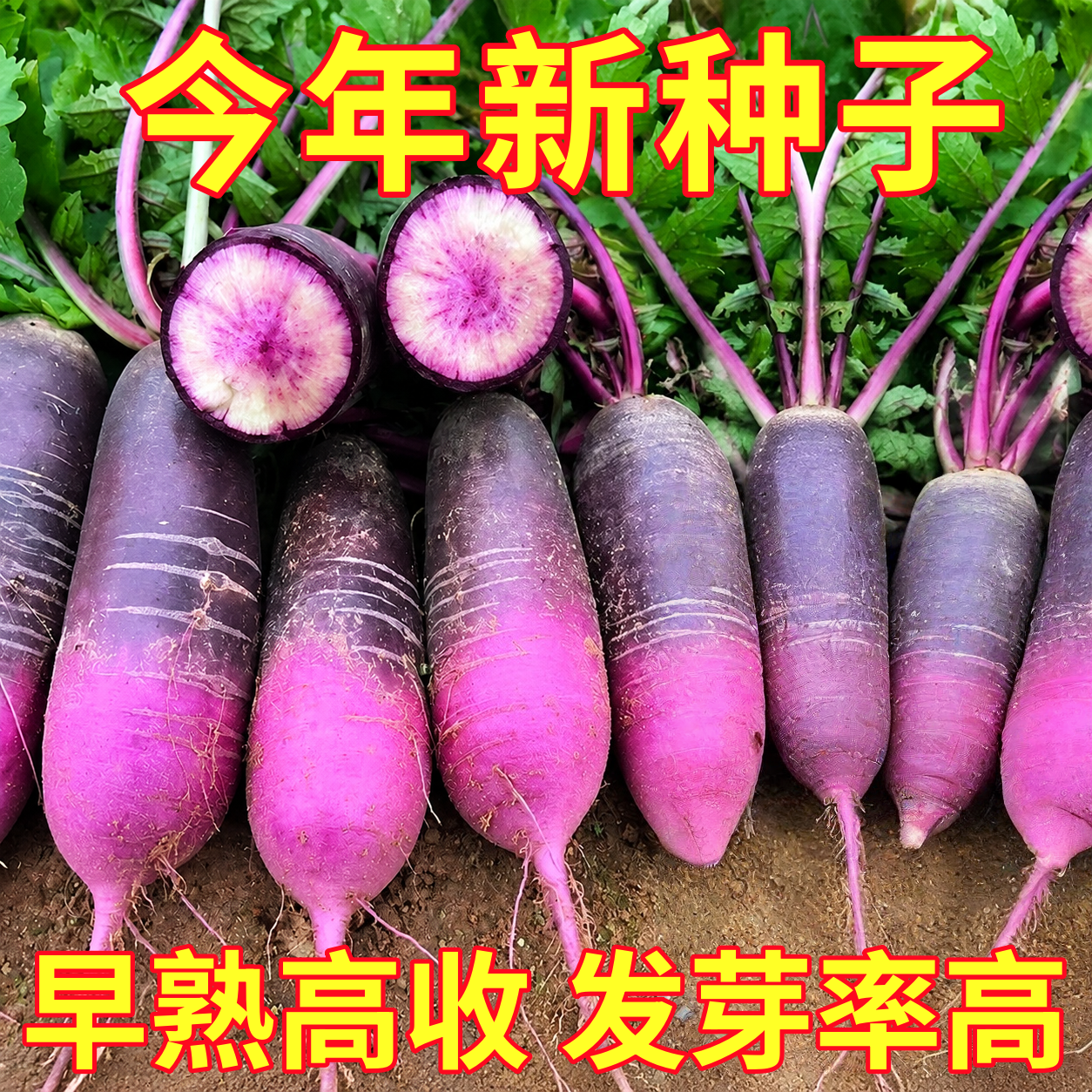 冰激凌水果萝卜种子种籽紫皮冰淇淋水果罗卜籽种菜种红蔬菜孑子