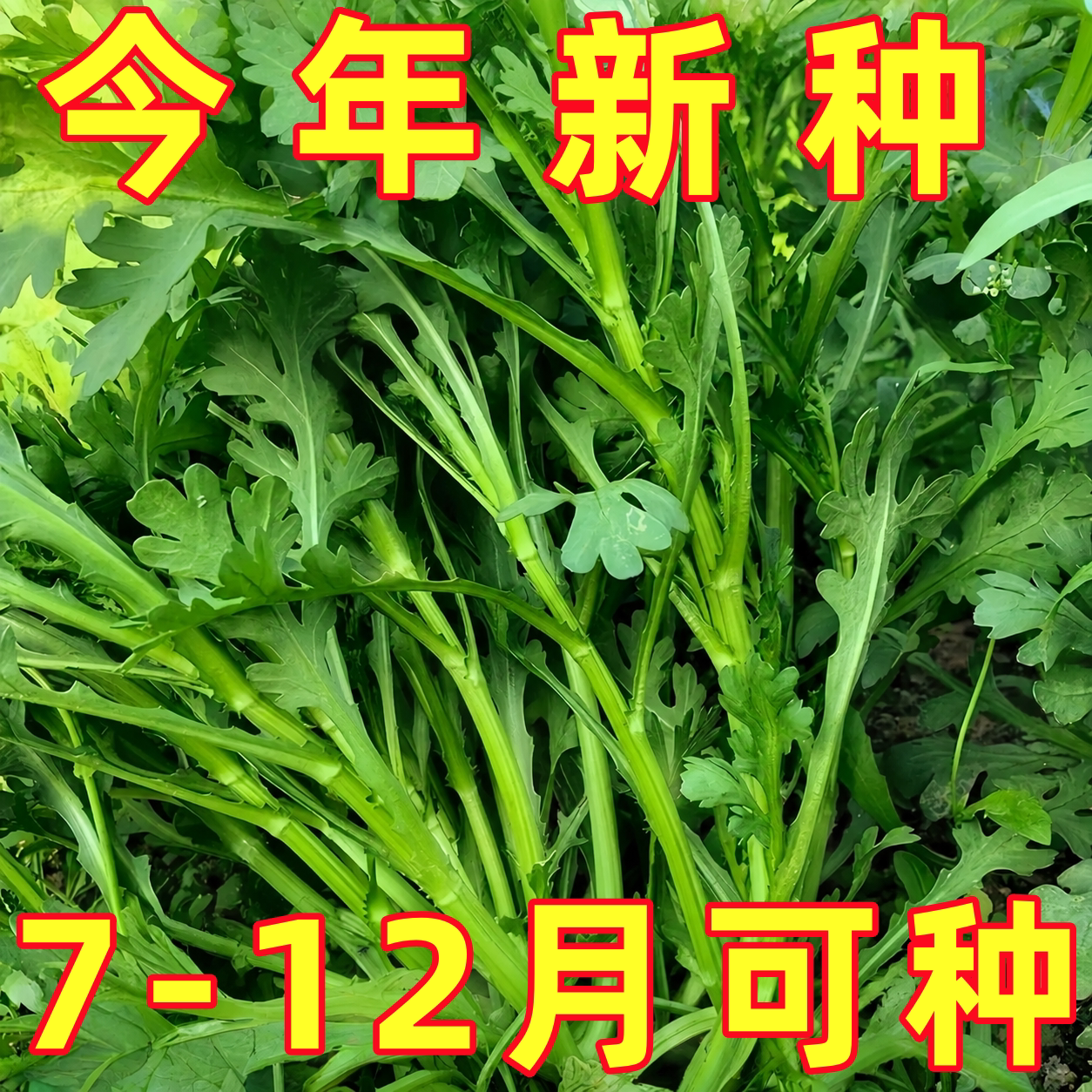 花叶茼蒿种籽四季阳台盆栽蔬菜耐热耐寒中叶茼蒿大小叶茼蒿籽种子