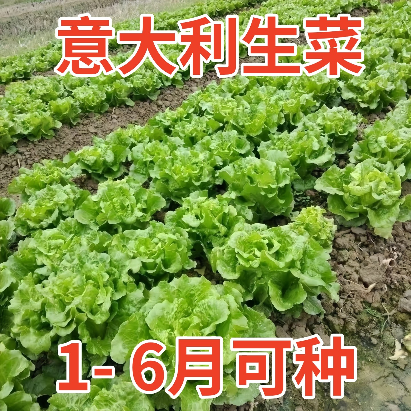 意大利生菜种子秋季耐热四季奶油生菜籽农家阳台盆栽蔬菜种子大全,鲜花速递/花卉仿真/绿植园艺,种苗/半成品盆栽,淘宝优惠券,粉丝福利购,淘宝优惠卷