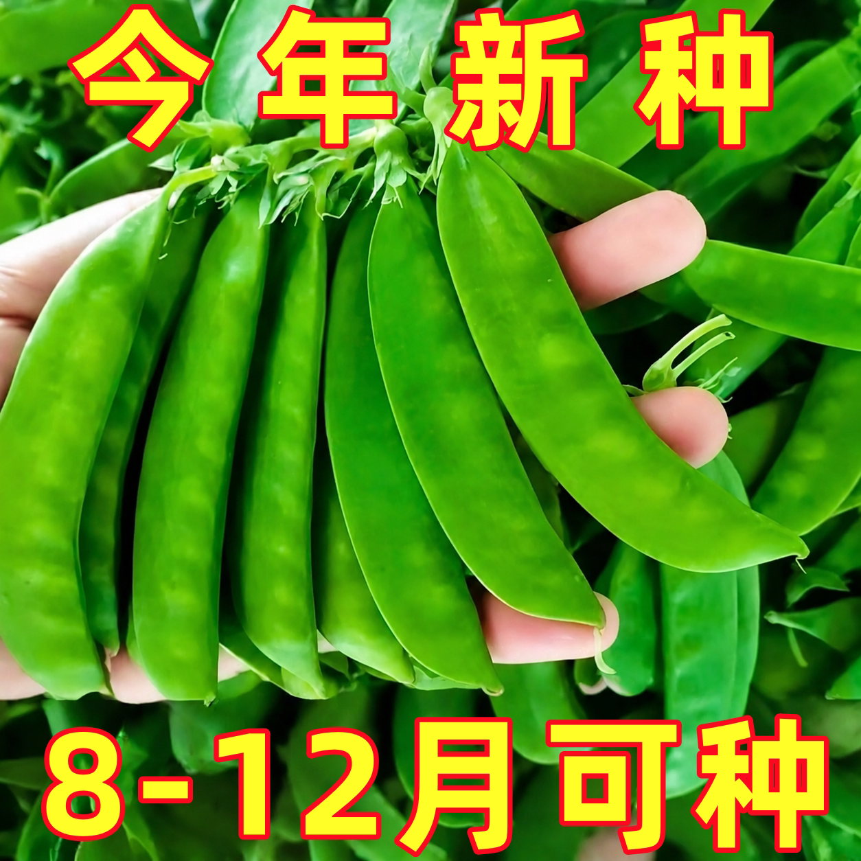 甜脆荷兰豆种子菜豌豆双花双夹高蔬菜种子/种苗