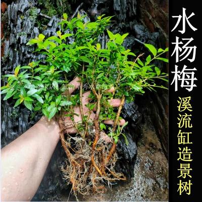 水杨梅植物鱼缸溪流原生造景