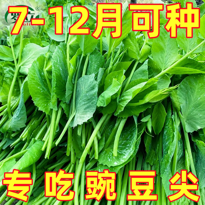 四川老品种豌豆尖种子四季秋季阳台盆栽蔬菜种孑豌豆苗豌豆尖种籽