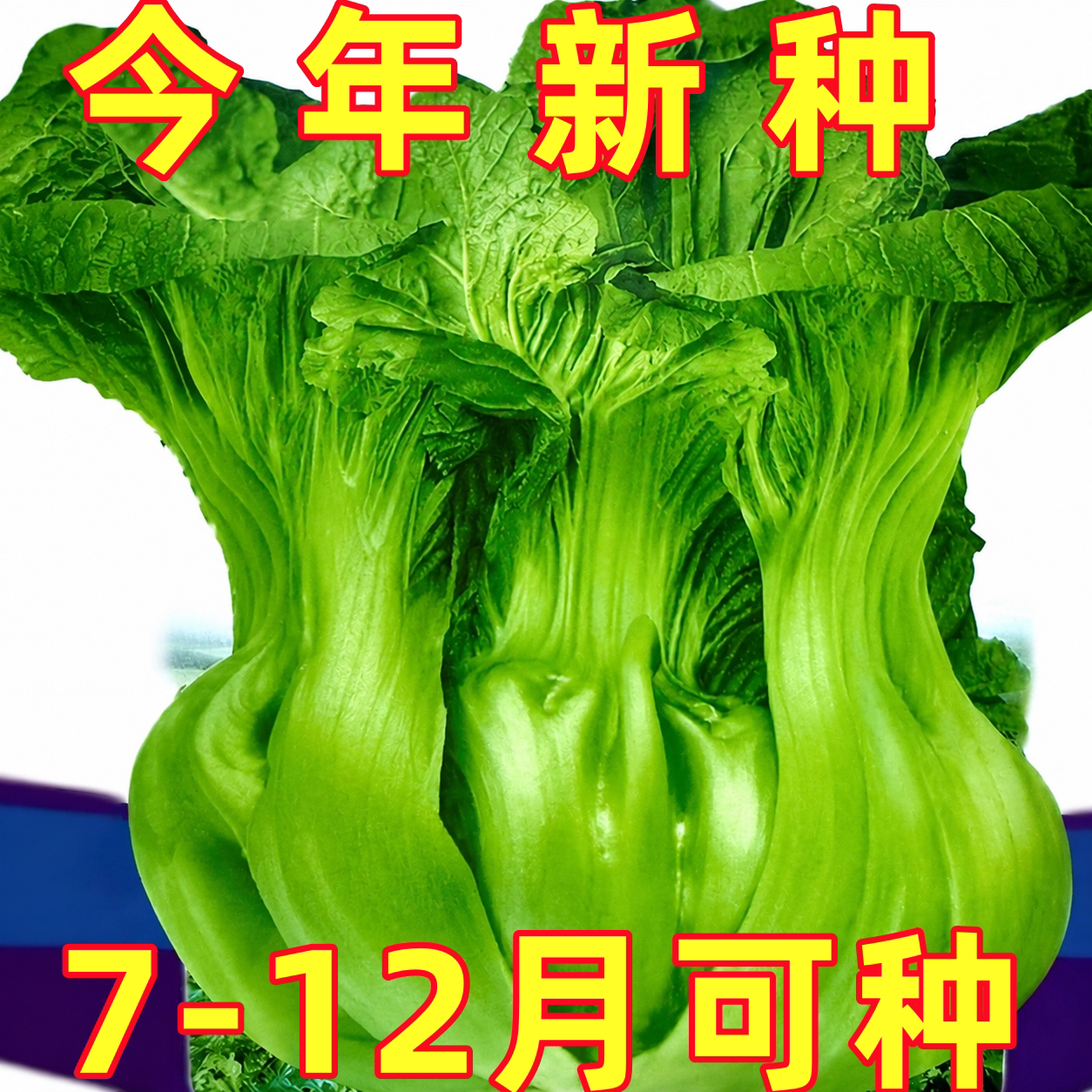 四川宽帮青菜种子宽邦芥菜种籽酸菜鱼泡菜秋后四季蔬菜籽种孑大全