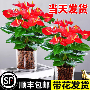 水培红掌盆栽带花鸿运当头一帆风顺花卉植物水养绿植大叶大花精品