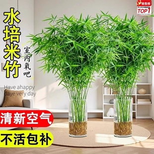 水培米竹盆栽室内水培植物观音竹富贵竹南绿天竹懒人植四季 好养活