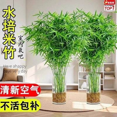 水培米竹盆栽室内水培植物观音竹富贵竹南绿天竹懒人植四季好养活