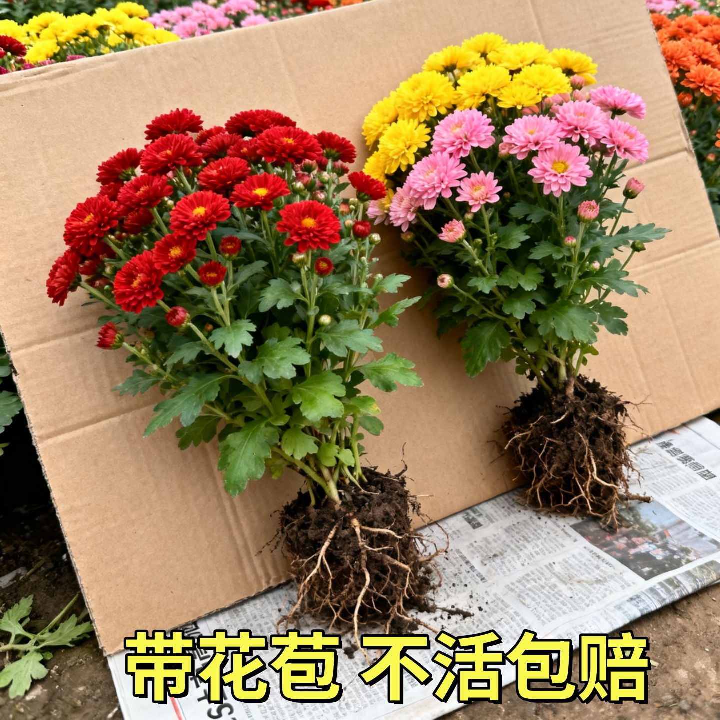 菊花盆栽带花苞开花可食用特大乒乓菊荷兰菊花苗大花大苗植物