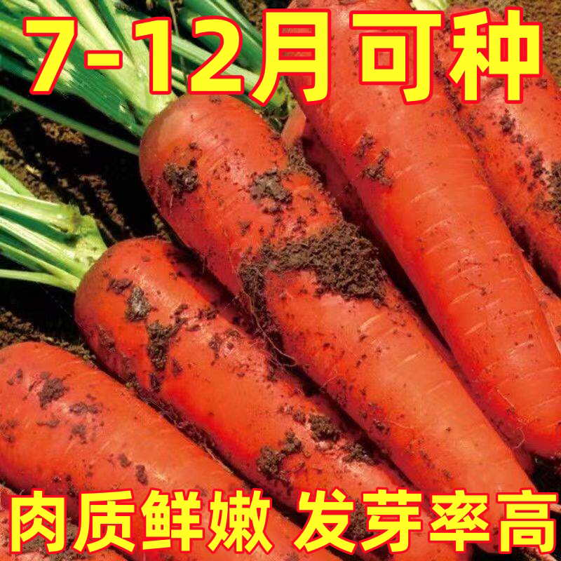 胡萝卜种子种籽孑子红水果萝卜罗卜的紫黑菜种紫色黄胡罗卜种大全