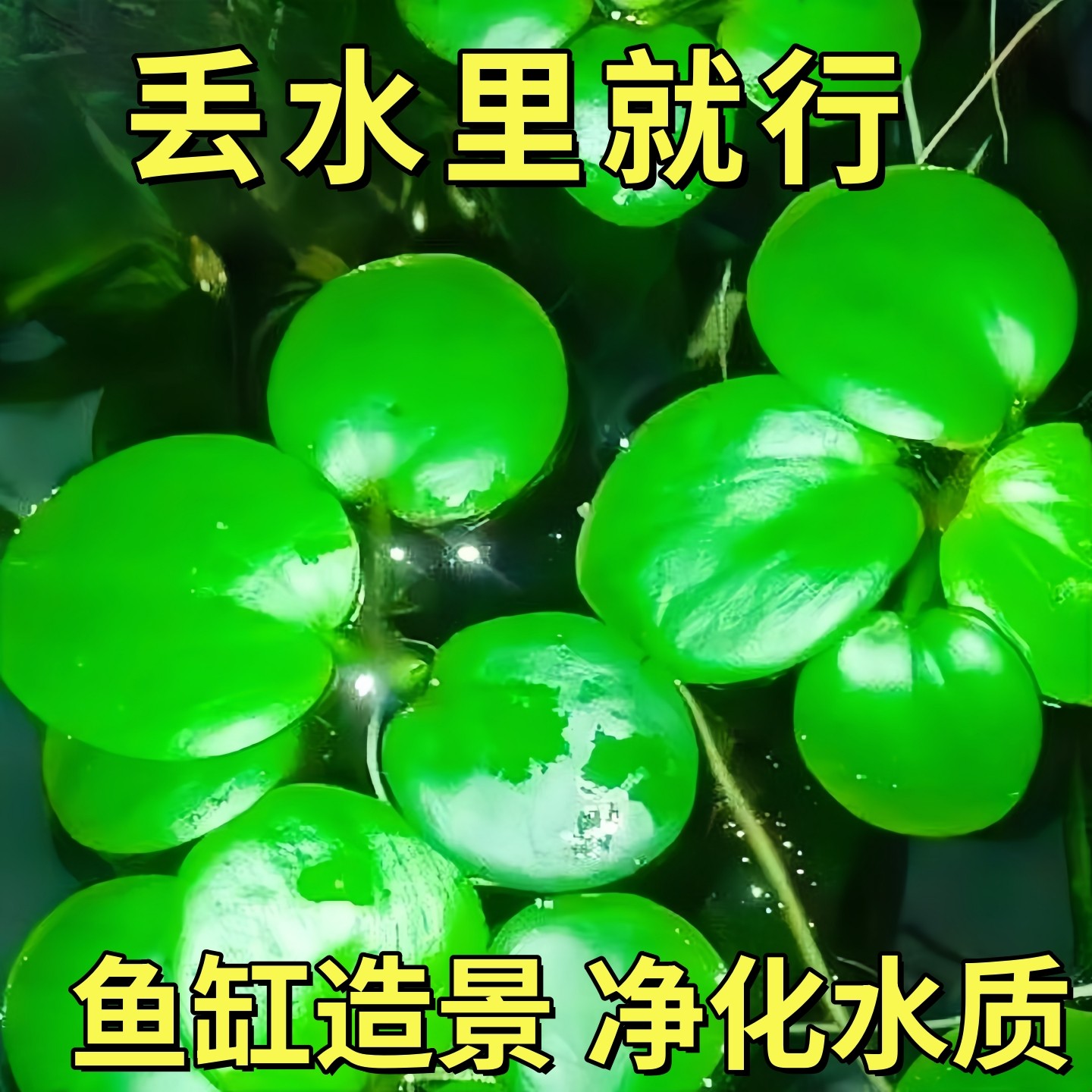 圆心萍浮萍水草植物鱼缸造景水培净化水质鱼虾龟缸漂浮水草,鲜花速递/花卉仿真/绿植园艺,水生植物,淘宝优惠券,粉丝福利购,淘宝优惠卷