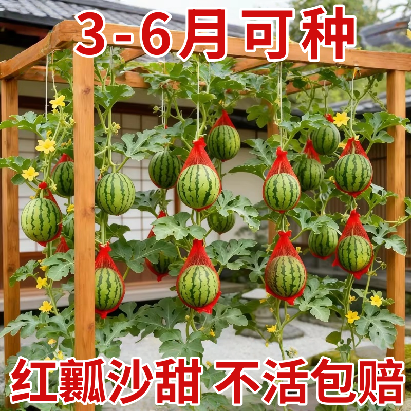 蜂蜜小西瓜种子超甜盆栽小吊瓜薄皮少籽四季庭院阳台盆栽西瓜种籽