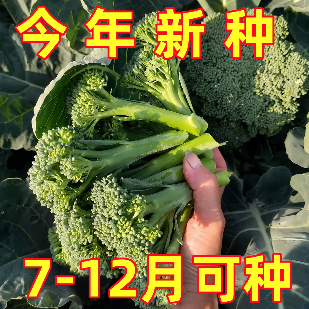 西兰苔种子芥兰种籽芥菜苔种子四季春种耐热阳台庭院蔬菜种子大全