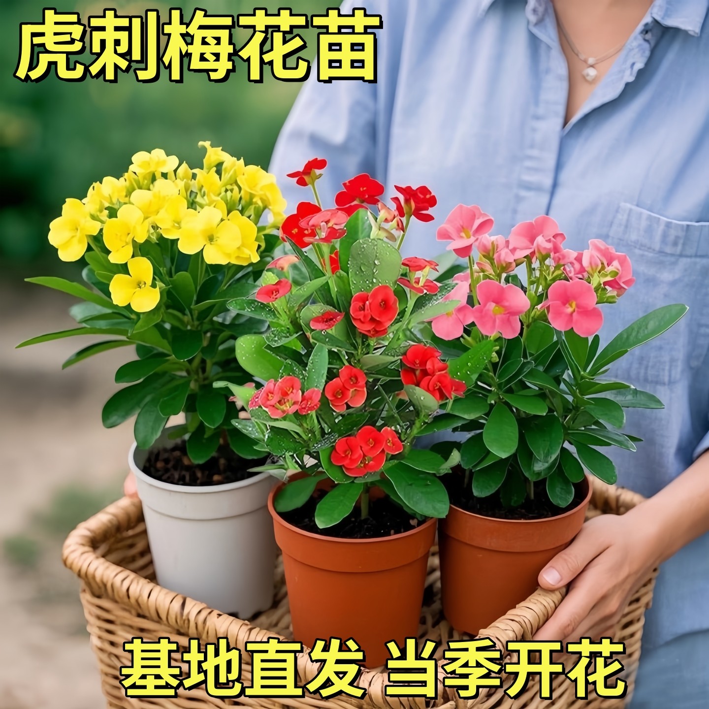 五彩虎刺梅粉色铁海棠盆栽室内水培花卉好养植物客厅耐热耐旱绿植