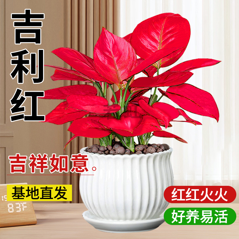 吉利红盆栽富贵红如意皇后水培绿植旺宅植物好养易活工位水养盆景