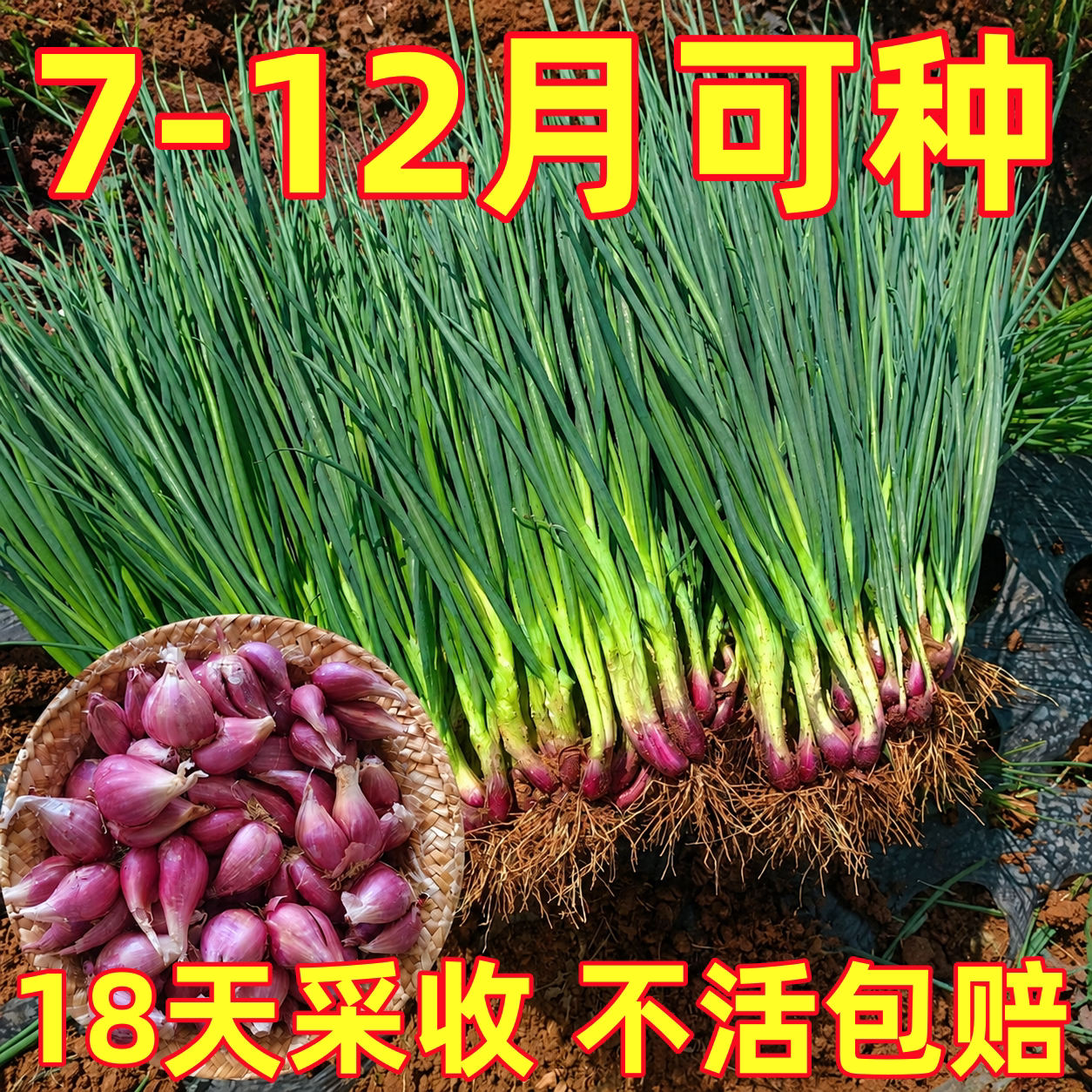 葱种子四季葱头种小香葱种头广东四川红葱头盆栽阳台本地火葱批发